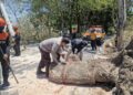 Pohon Tumbang Tutup Jalan Ambo Matti, AKP Sukri Abdullah Turun Tangan