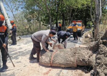 Pohon Tumbang Tutup Jalan Ambo Matti, AKP Sukri Abdullah Turun Tangan