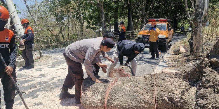 Pohon Tumbang Tutup Jalan Ambo Matti, AKP Sukri Abdullah Turun Tangan